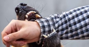 Dog biting arm in legal case.